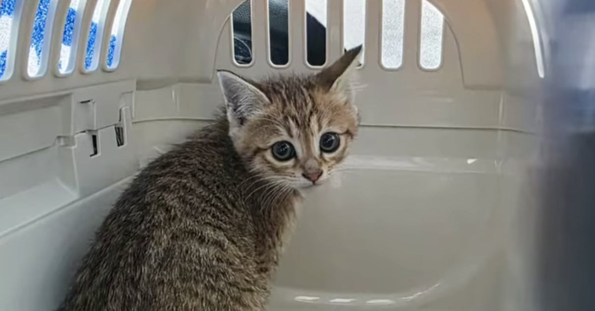 交通量も人通りも多い駅前で『鳴いていた子猫』が保護された結果…号泣必至の光景が32万再生「泣いてしまった」「涙が止まらない」と感動の声