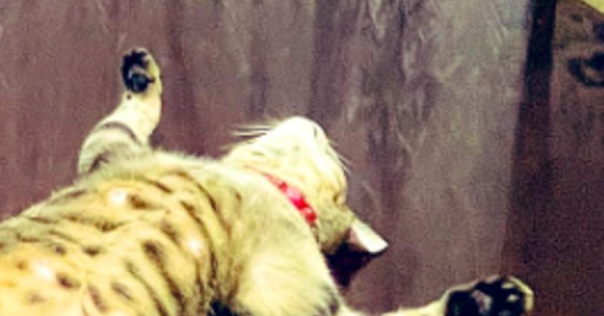 クーラーが効いた涼しい部屋→テーブルの上にいる『猫』を見たら…衝撃の寝相に「酔いつぶれたおじさん？ｗ」「完全に野生失ってるｗ」と爆笑の声