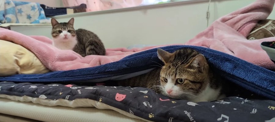 『そんな所にいたら踏まれちゃう！』ヒヤリとする猫ちゃんの隠れ場所とは！？