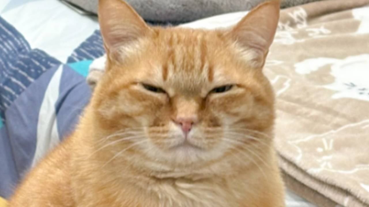 『心が痛いのよ』エアコンを消すたびに猫が……飼い主に見せた表情が可愛すぎると146万表示の反響「目は口ほどに物を言う」「笑ったｗ」