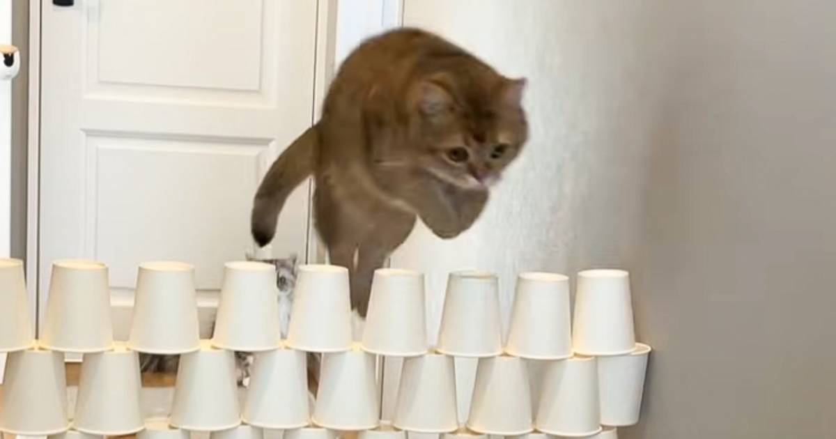 ５匹の猫が『紙コップ何段まで飛べるかチャレンジ』した結果…『猫キャンセル界隈すぎる行動』に爆笑「見どころ多すぎｗ」「めっちゃ笑った」