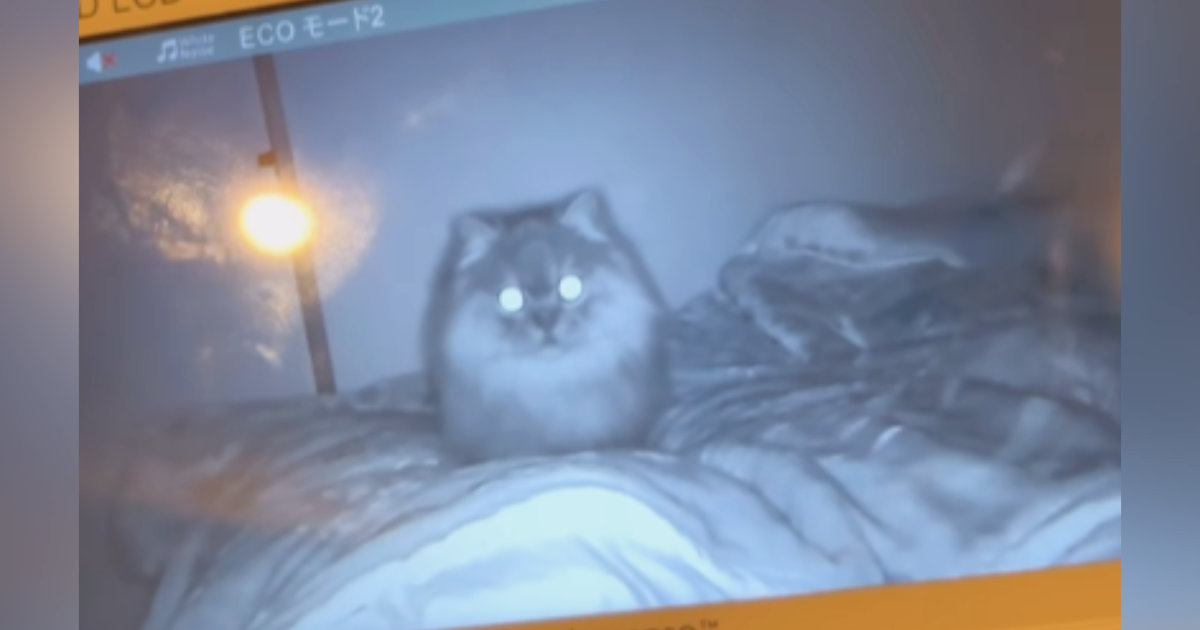 モニターで『赤ちゃんを寝かしつけるパパ』を見ていたら…近くにいた猫の『可愛すぎる行動』に反響「すんごいカメラ目線ｗｗ」