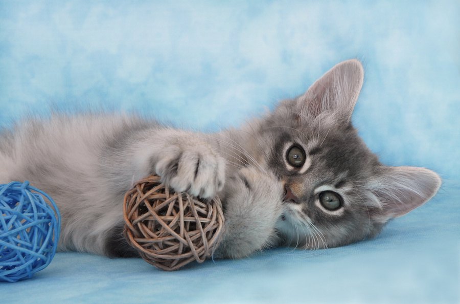 ソマリのブルーはどんな猫？写真で魅力を解説！