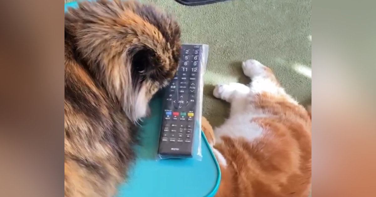 『日頃の恨み？』リモコンが置いてある『机の上にいた猫』→下でくつろいでいた猫に…「地味な攻撃ｗ」「表情が面白いｗ」爆笑の展開に反響