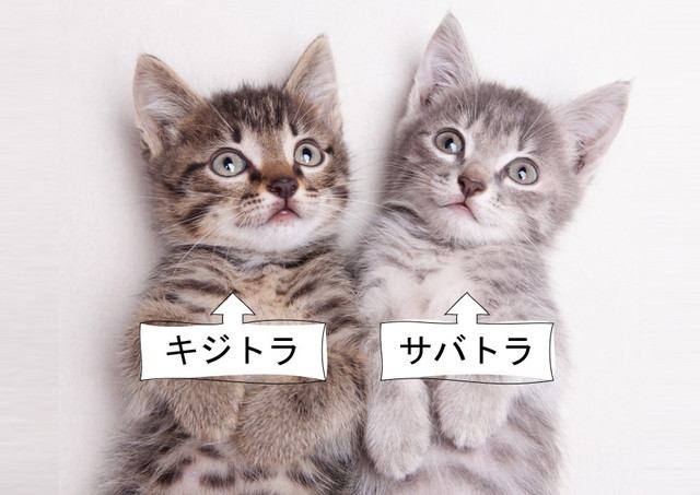 キジトラ」と「サバトラ」の違いとは？見分け方と性格の違いを解説！ | ねこちゃんホンポ