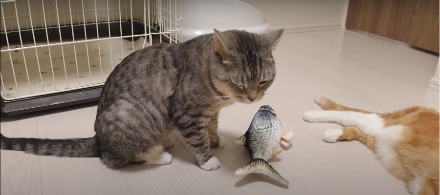 にゃ？！ピチピチ跳ねる魚に動揺する猫ちゃん