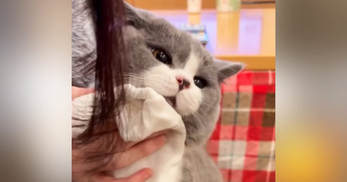 顔を拭かれるのに耐えられなくなった猫…赤ちゃんのような『尊い仕草』が55万再生「自分の可愛さを理解してるｗ」「お利口さんだね」