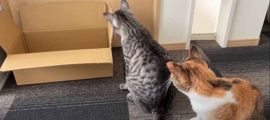 タイムアタック！猫ちゃんがダンボールに入るまで何分かかる？