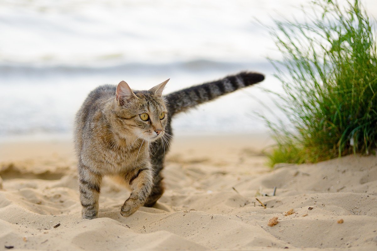 海辺の街でみんなの心にふれた「伝説の猫」記念像設置を計画中　英国