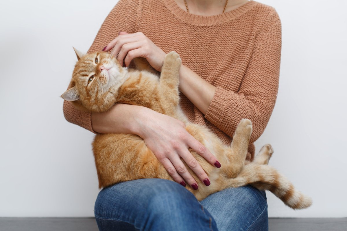 猫に嫌がられる『NGな撫で方』5つ　不快に感じる理由や喜ばれる触り方のコツも