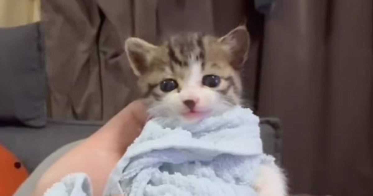 「可愛すぎて苦しい」タオルでおくるみされた赤ちゃん猫…悶絶必至の『あまりにも尊すぎる瞬間』が41万再生「赤にゃん」「涙が出てきた」
