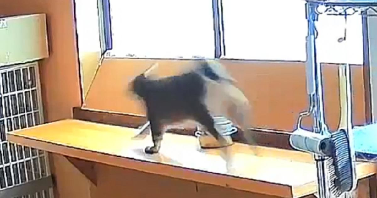 「20歳の運動神経じゃないｗｗｗ」→おばあちゃん猫の様子を見てみると…まさかの光景に『驚愕』の声続出「うちの3歳より元気」「すごい」