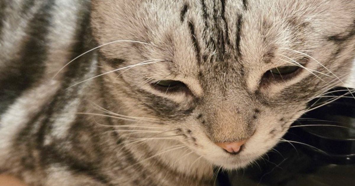 意外なものを使って『暖をとっていたネコ』…まさかの光景が可愛すぎると15万表示「斬新な湯たんぽ」「高さもちょうど良さそうｗ」と話題