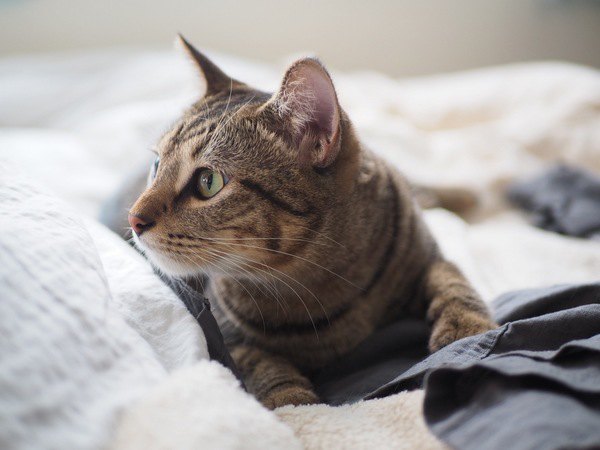 猫が人の「服の中」に入ってくる理由５つ