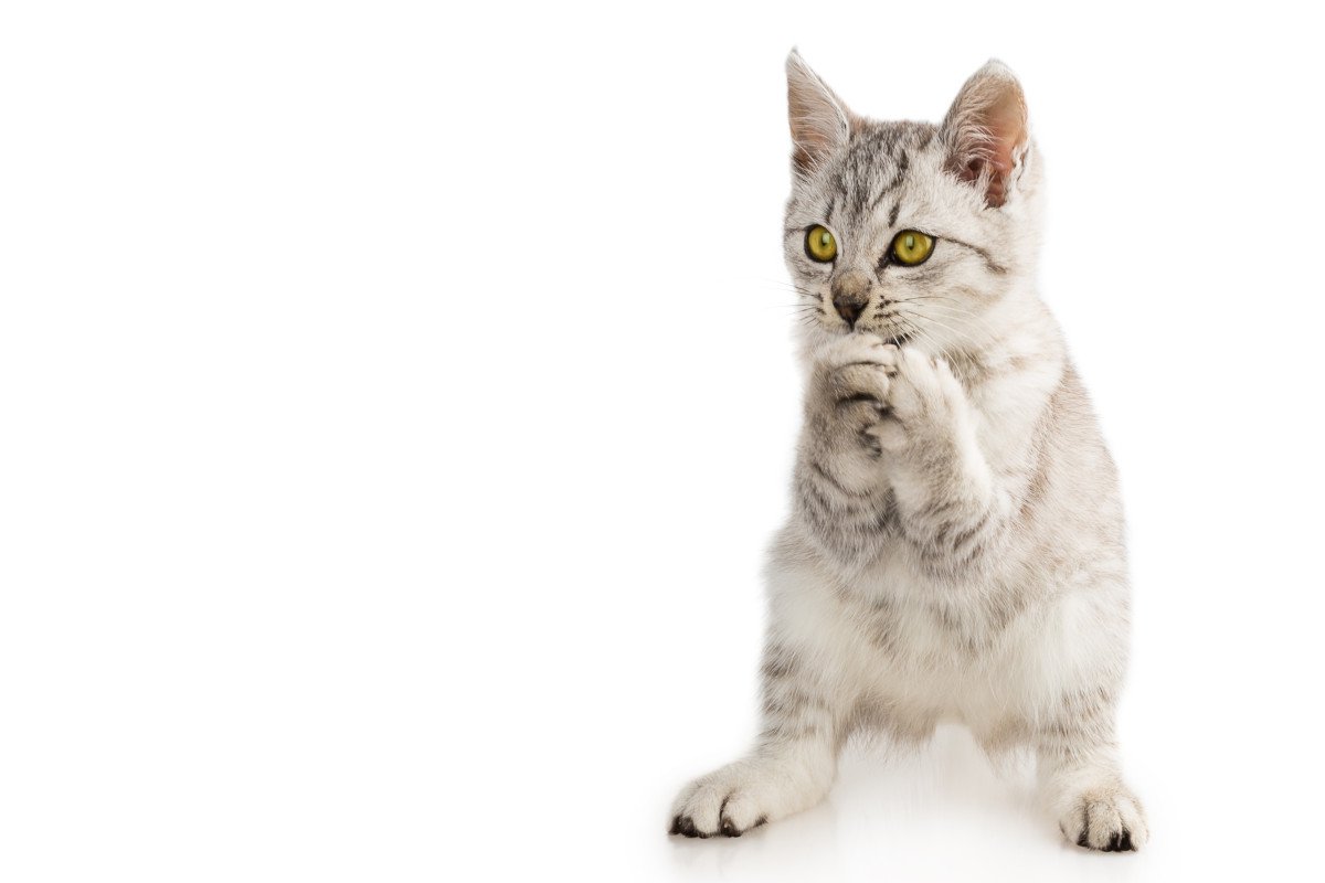 猫が『お祈りポーズ』をよくするシーン5選　「お願い♡」と思ってやってるの？