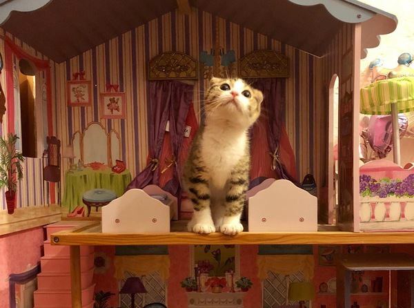 猫がいるけどおしゃれな部屋にしたい！両立させる方法５つ