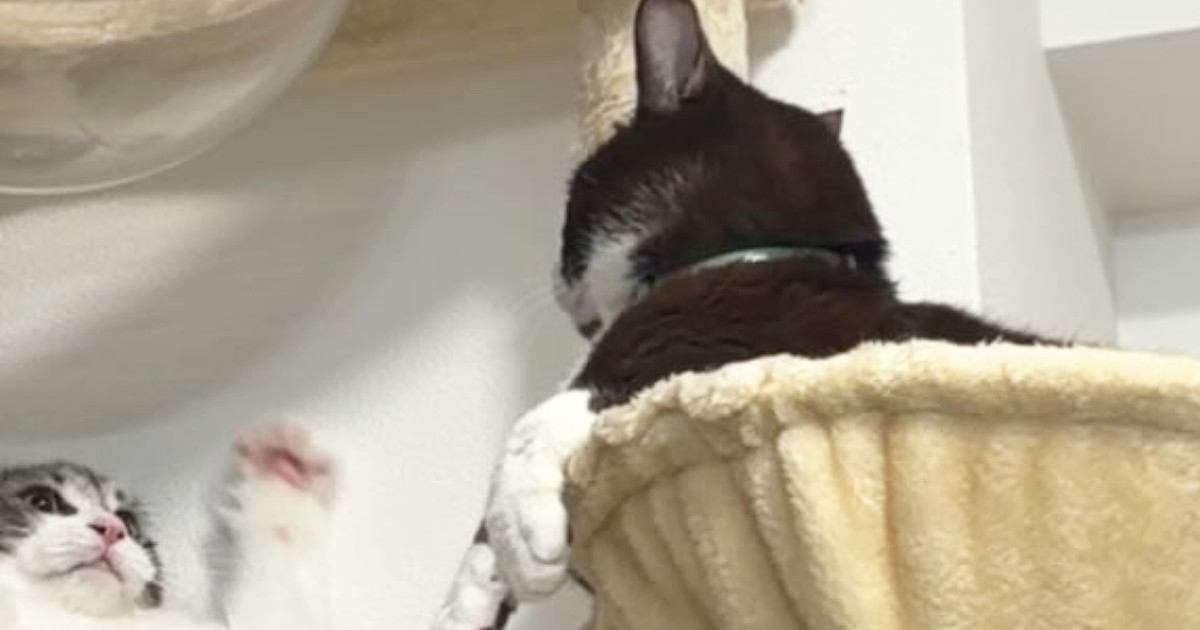 『何もしていない同居猫』に対して…もう1匹の猫が見せた『泣けるほど可愛い行動』に「前世はきっとレッサーパンダ」「弱そうｗ」と１万いいね