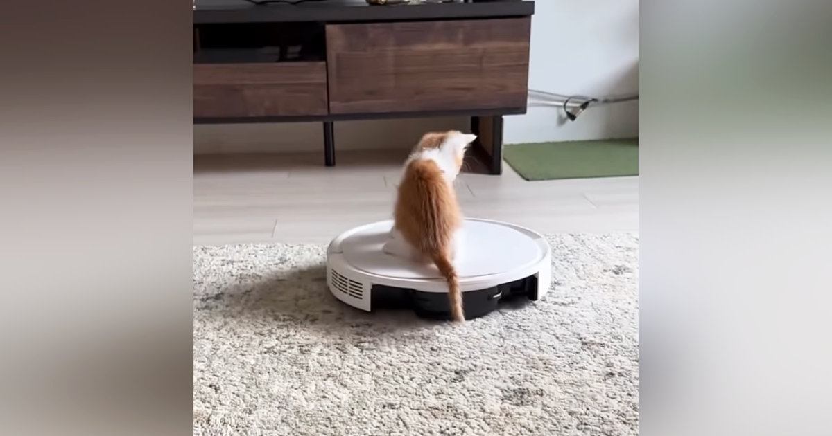 最初はロボット掃除機が怖かった子猫→乗れるようになって…成長した現在の『まさかの光景』が222万再生「おもろすぎるｗ」「おっさんｗ」