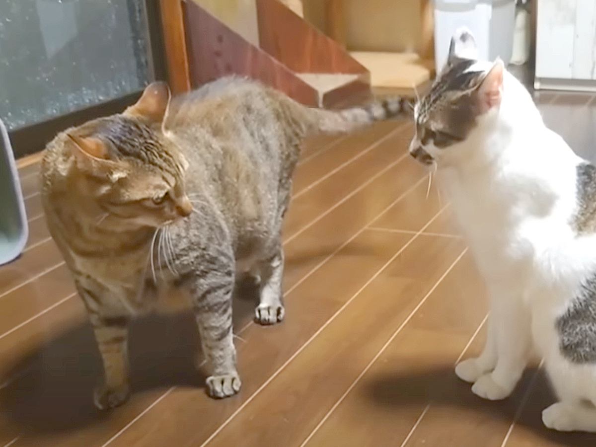 暴れん坊な新入り猫→先住猫2匹との相性を心配していたら……『予想外の展開』に「本当に嬉しい」「やっぱり相性ってあるんだね」と20万再生