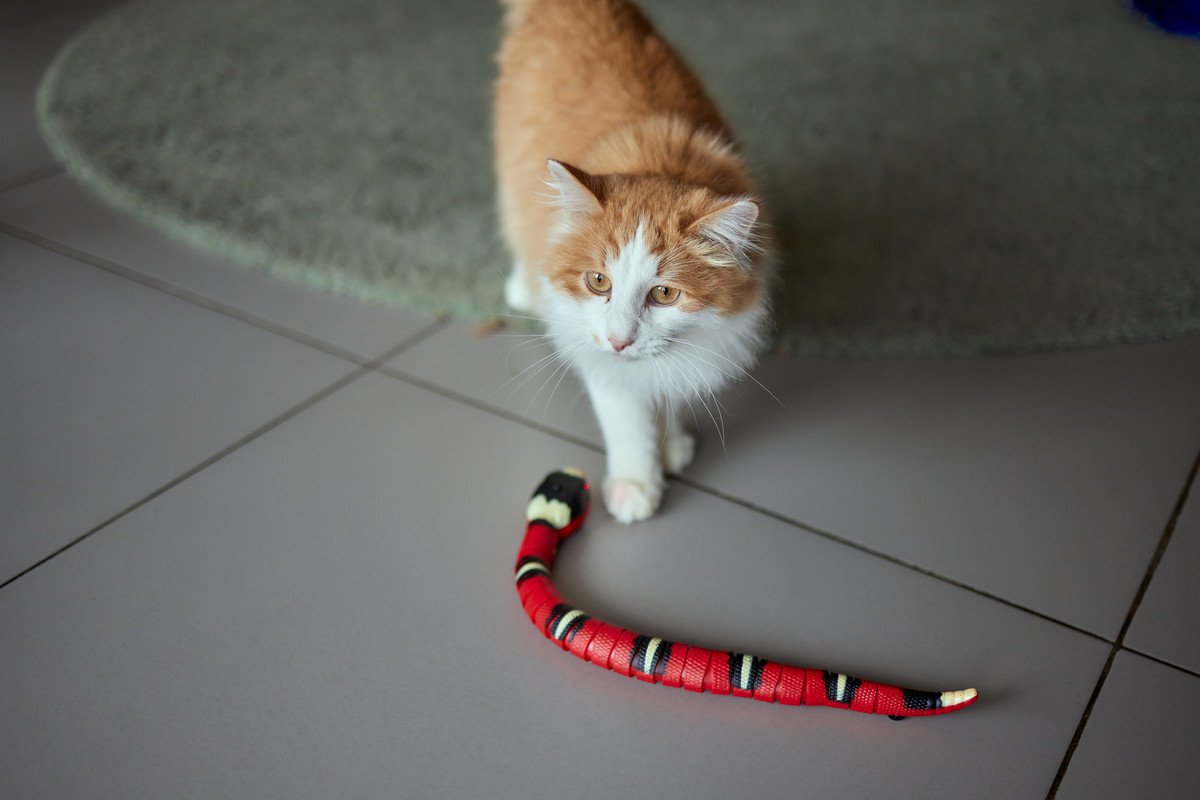 猫にも『天敵』がいる！絶対に愛猫との接触を避けるべき、危険な動物9選