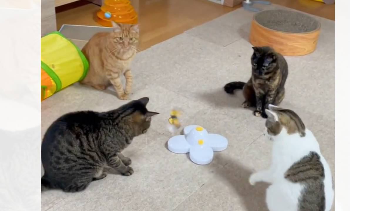 360度回るおもちゃで4匹の猫が…まさかの『等間隔にすわって遊ぶ光景』が136万再生「前に来たときだけ遊ぶの行儀よすぎ」「神々の遊び」