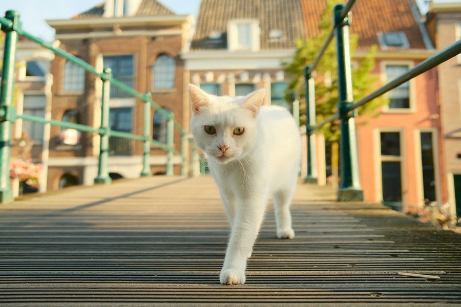 「ガス爆発事故」が愛猫の性格を180度変えた！　いまでは放浪好きな人気猫に　英国