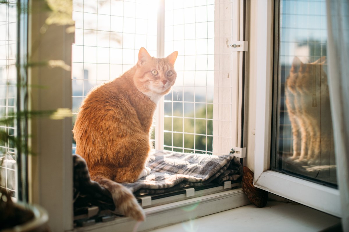 猫の寿命を縮ませる『間違った飼い方』5選　悪影響を及ぼす理由から改善すべきことまで