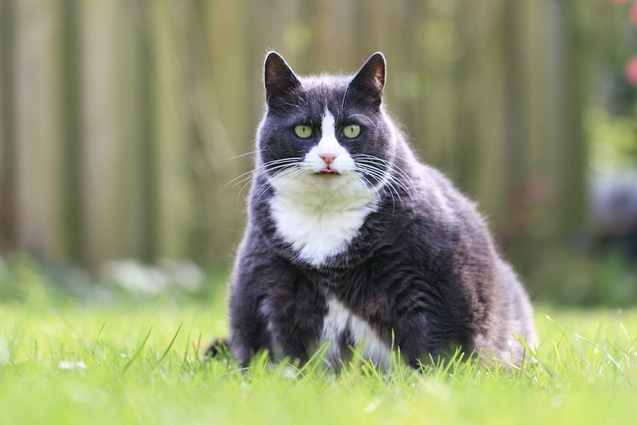 猫の食べ過ぎが分かる6つのチェックポイント