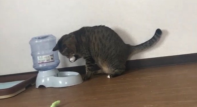 おとなになっても遊びたいんだ！こっそりはしゃぐ猫ちゃん♡