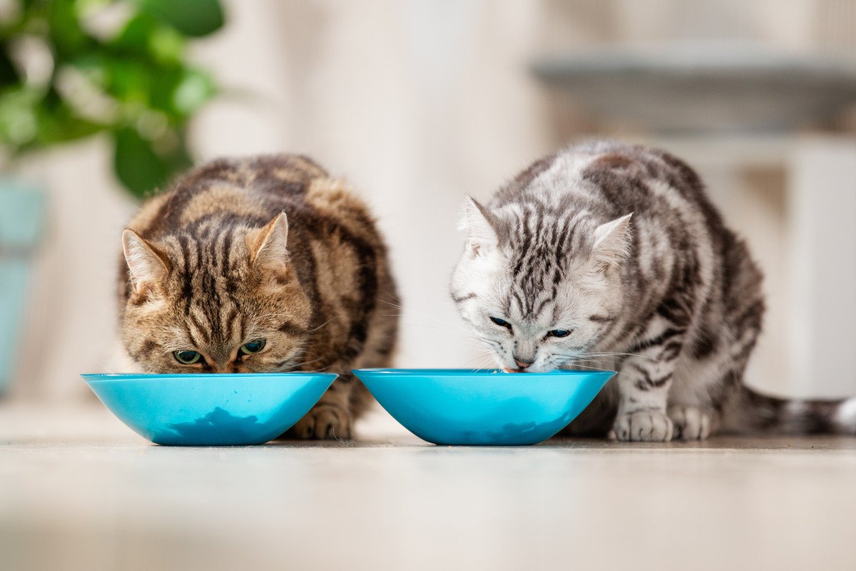 猫のご飯、『ずっと一緒』はダメ？キャットフードを切り替えるべき3つのタイミングと、上手な替え方