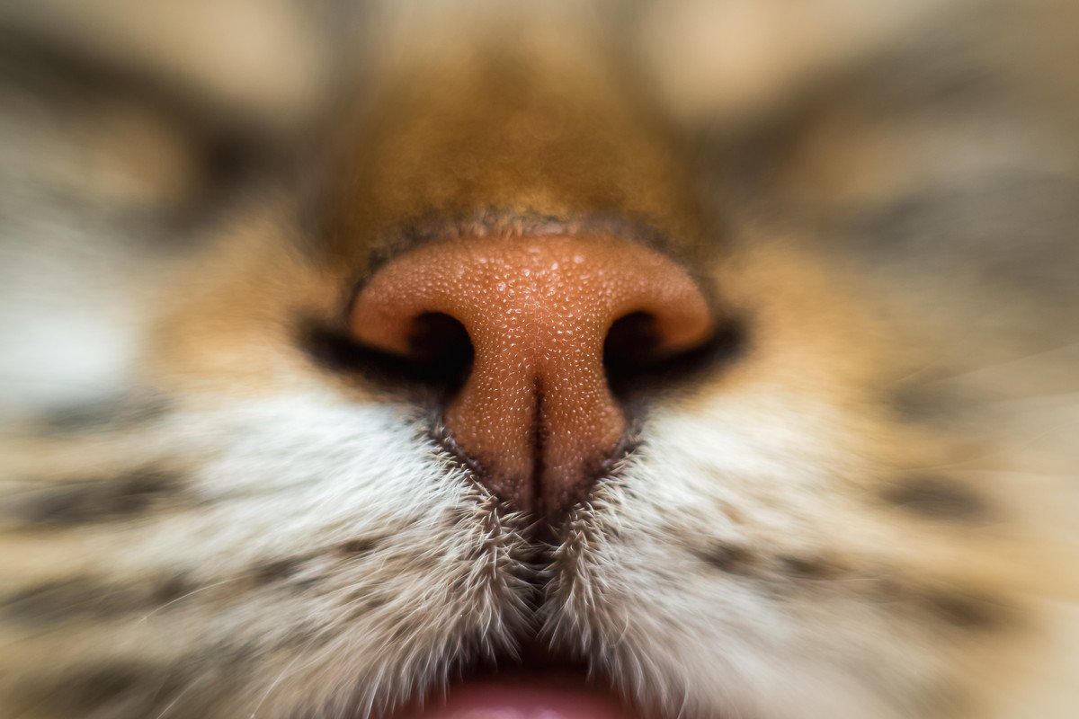 猫の鼻にできる『黒いほくろ・シミ』の原因4つ　危険が潜んでるケースも？見つけたときの対処法も