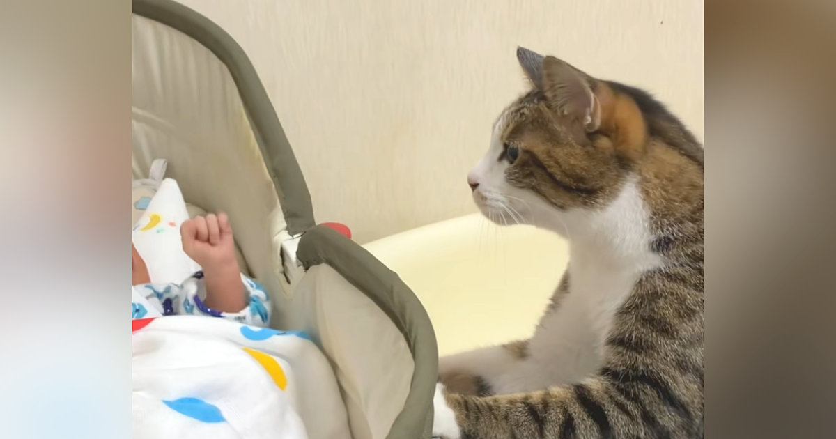 おうちに赤ちゃんがやって来ると…猫が見せた『尊すぎるリアクション』が104万再生の大反響「何がいるの～って感じがかわいいｗ」「素敵」