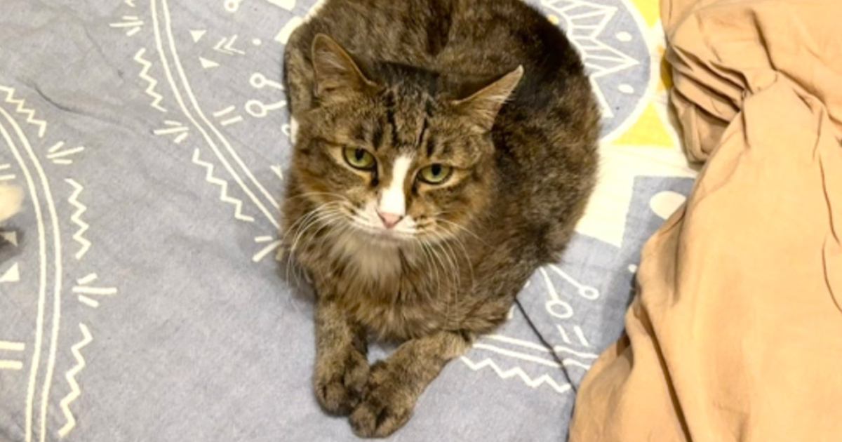 帰宅した飼い主さん→『ベッドの上』を見てみたら、母猫が…涙がでるほど『尊すぎる光景』に22万いいね「泣けちゃう」「健気でかわいい」