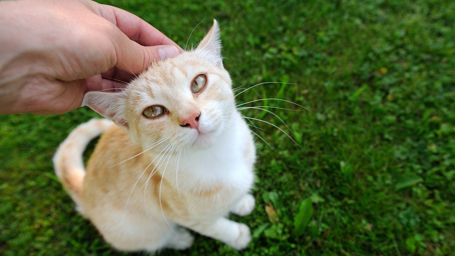 猫がおねだりしている時の3つの仕草