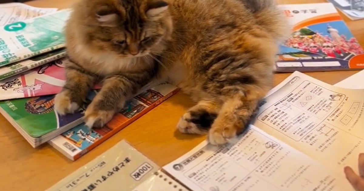 『教科書の上に乗った猫』を手でどかしたら…宿題が進められない様子に笑う人が続出「担任に見せるしかないｗ」「いいところに座るよねｗ」