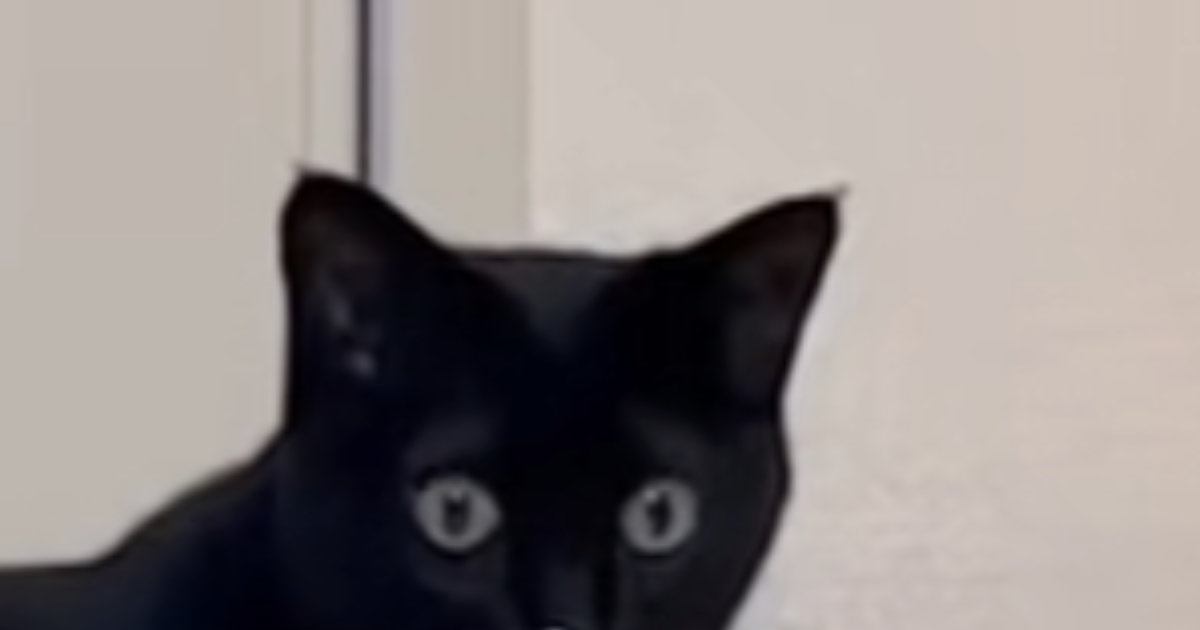 ふと黒猫のことを見たら、『鼻』に……予想外の『可愛すぎる瞬間』に笑ってしまう人が続出「模様かと思ったｗ」「暗闇でも確認できるねｗ」