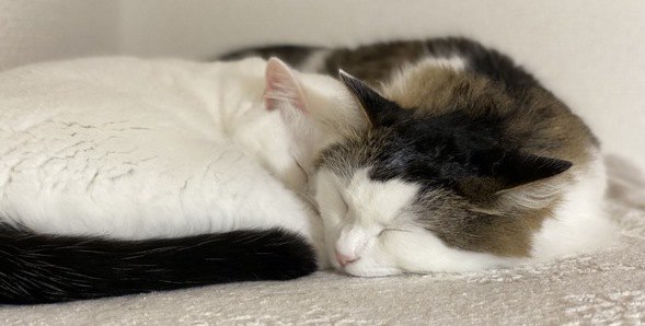 飼い主が思う「猫の最高なところ」４つ