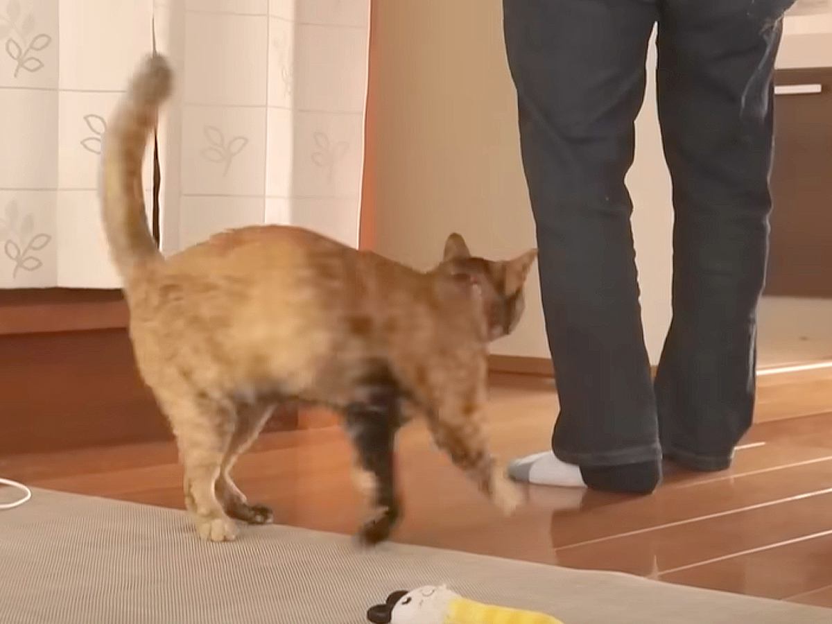 パパが夜勤に行こうとしたら、元保護猫が…あまりにも尊い『まさかの愛情表現』に「めちゃくちゃ可愛い」「引き止められたら行く気失せるね」