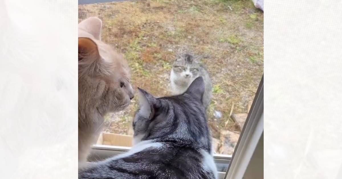 寒い雨の日、3時間以上も窓の外で鳴き続けていた『ガリガリの野良猫』→家猫が集まってきて…泣ける光景が84万再生「涙が出た」「感動した」