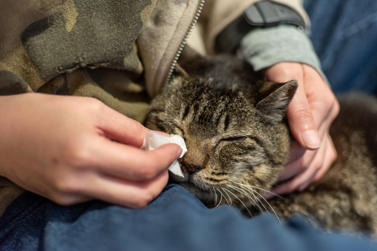 猫に『鼻くそ』ができているときの原因3つ　病気の可能性はある？お手入れの方法も解説