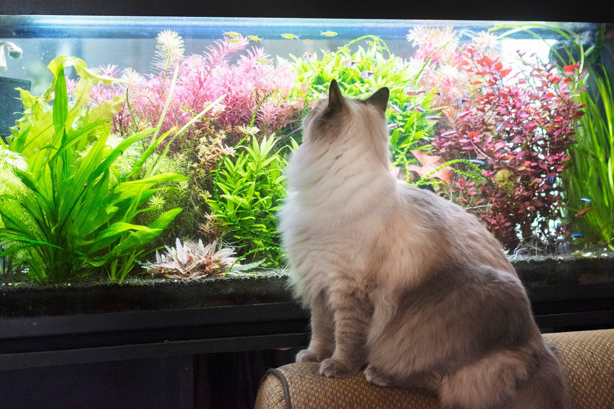 猫と同時に飼うのは避けるべき『動物』5選　相性が悪い理由や注意すべきこと