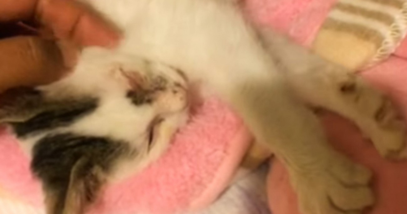病院で『目が見えなくなる』と言われた子猫→諦められなくて行動した結果…号泣必至の展開が184万再生「とても素敵」「感動して涙が溢れた」