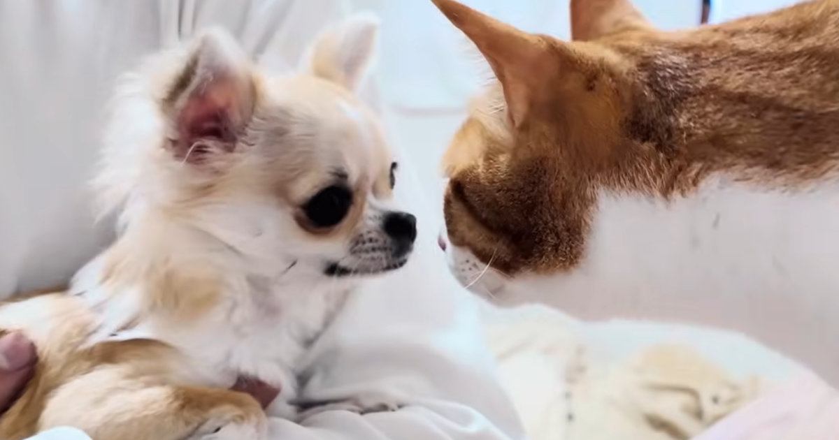 先住猫たちが『新入りの子犬』を初めて見たときのリアクション…とんでもなく優しい『初対面の様子』に反響「驚いた」「適応力がすごい」
