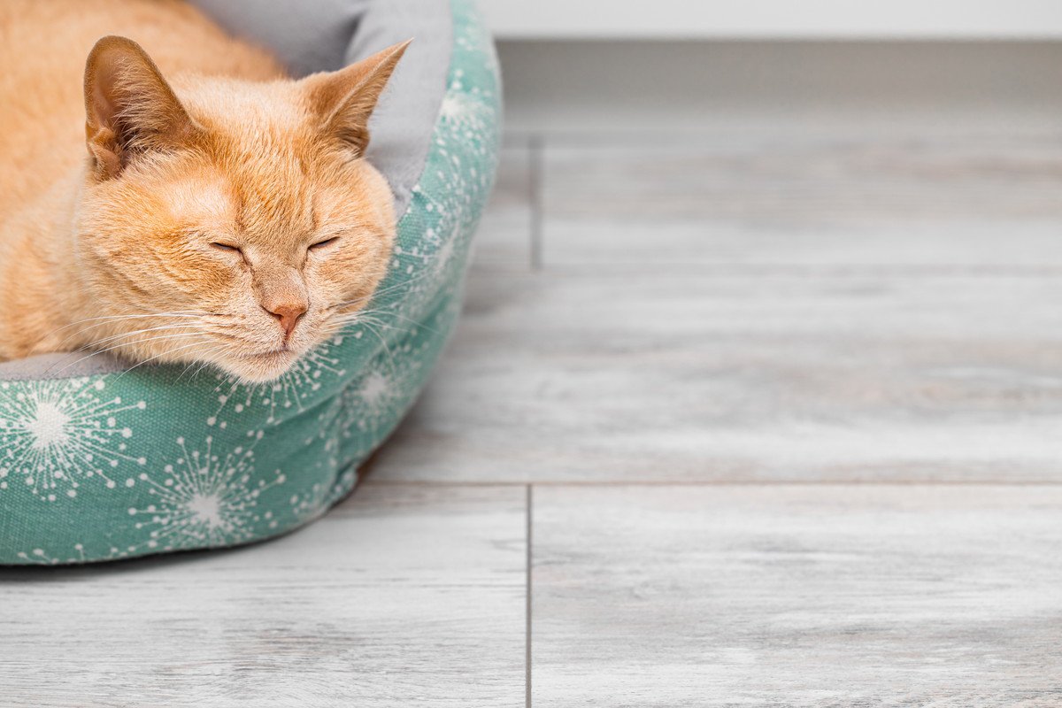 猫が『気に入っている場所』を掃除する方法5つ　頻度の目安や清潔を保つコツもご紹介