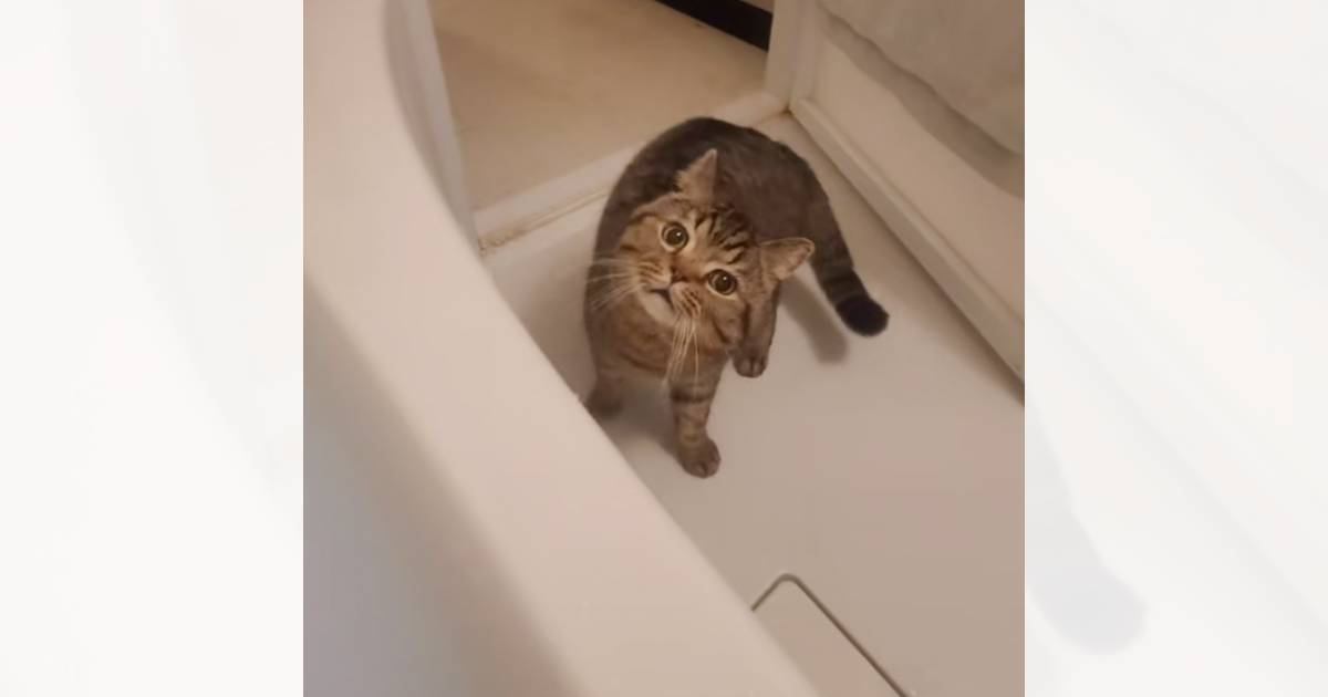 『ふろキャンしたほうがいいのかな…』飼い主さんがお風呂に入るたびに『心配しちゃう猫』が61万再生「犬も来たｗｗ」「ちょーかわいい」