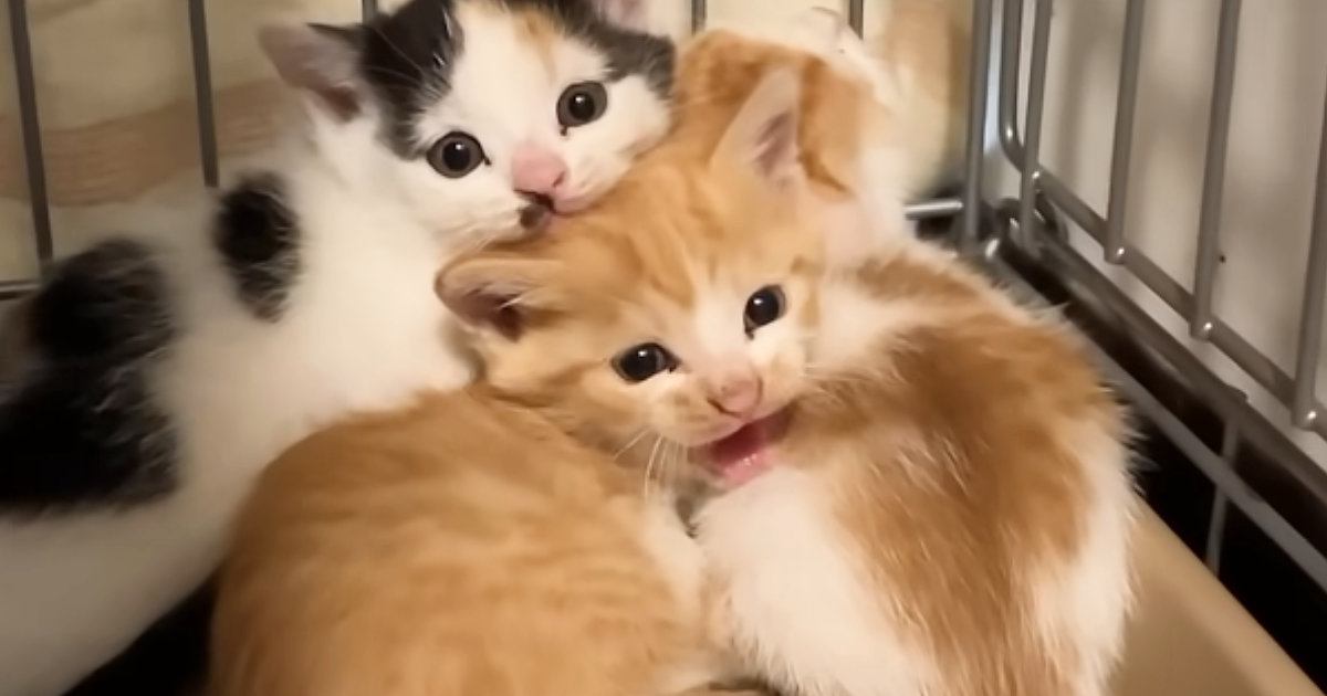 初日は『ブチギレていた保護子猫』→5日後には…まさかの光景に「幸せになってよかったｗ」「家猫化が早いｗ」と笑顔になる人が続出