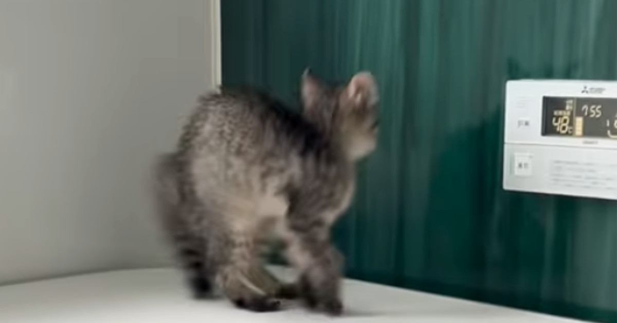 子猫が初めて『お風呂場』に入った結果…まさかの『可愛すぎる展開』が45万再生「兄猫たちがたまらんｗ」「見守り隊が増えて笑った」