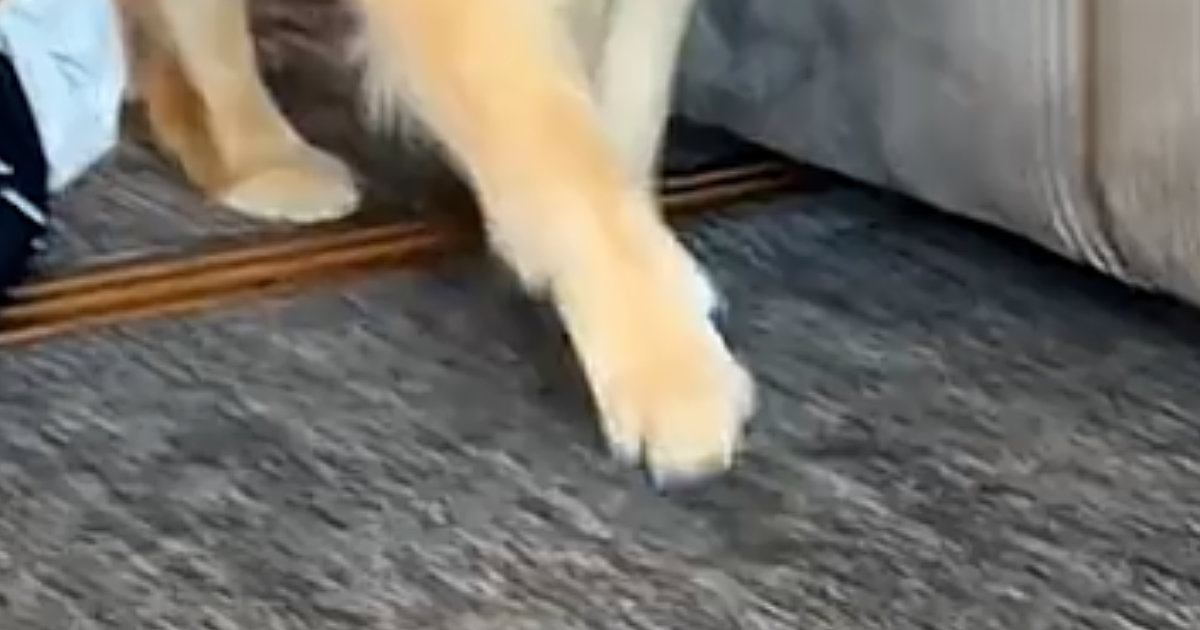 大型犬と猫が暮らす家→『来客』があると…可愛すぎる『アピール』が155万再生「うちの子可愛いマウントｗ」「何回も見てしまった」