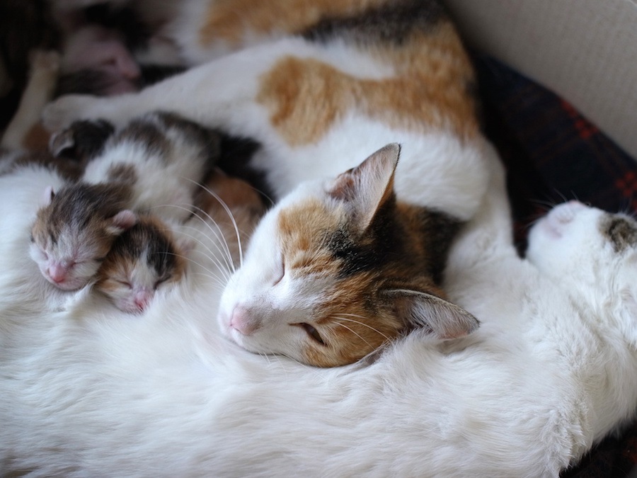 「僕の彼女助けてくれニャ」仲良し野良猫の彼女を家族としてお迎えした理由