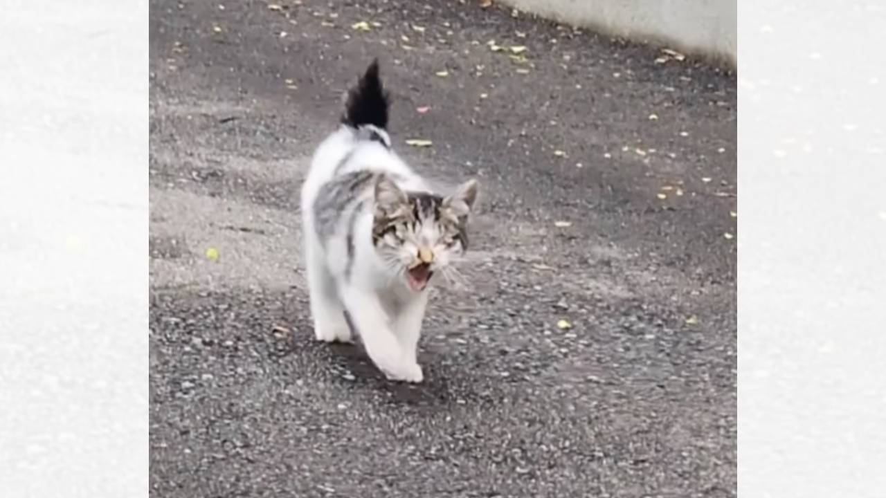 『雪がちらつく寒い日だった』目が塞がってしまった子猫を保護したら…現在の様子が泣けると25万再生「貴方はヒーロー」「涙がでてきた」の声